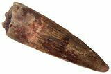 Fossil Spinosaurus Tooth - Real Dinosaur Tooth #360105-1